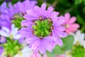 Fairy fan-flower Scaevola aemula violet fan-shaped flower